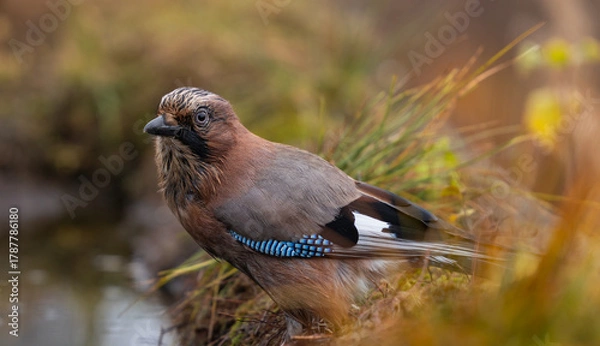 Obraz Eurasian Jay - Garrulus glandarius