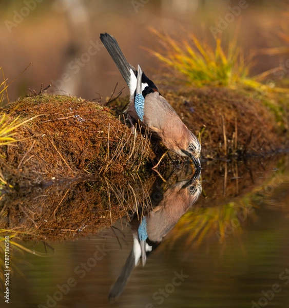 Obraz Eurasian Jay - Garrulus glandarius