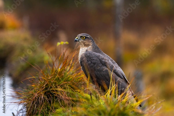 Obraz Eurasian sparrowhawk -  Accipiter nisus