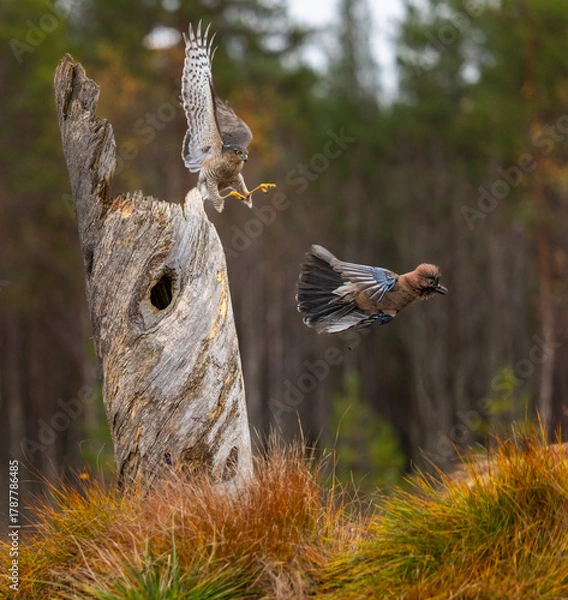 Obraz Eurasian sparrowhawk -  Accipiter nisus