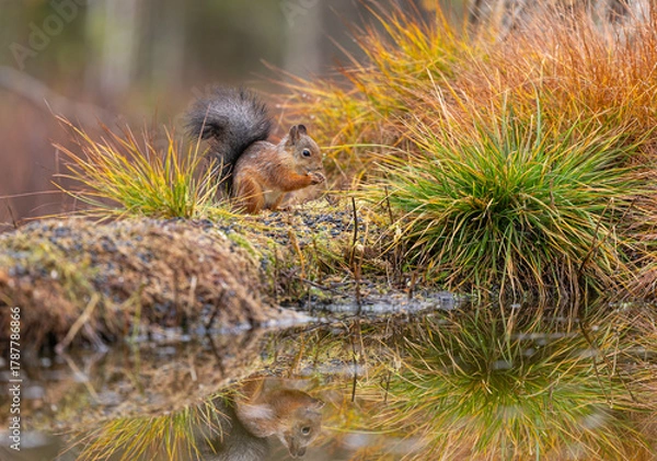 Obraz Red squirrel - Sciurus vulgaris