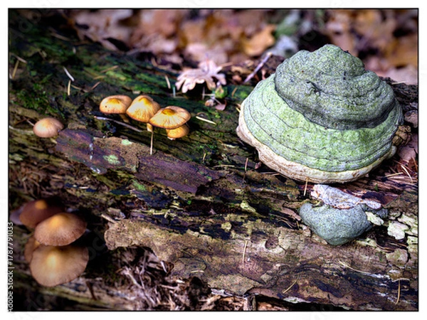 Fototapeta Fungus, Nature reserve "De Zwarte Duinen", Staphorst, Overijssel province, The Netherlands
