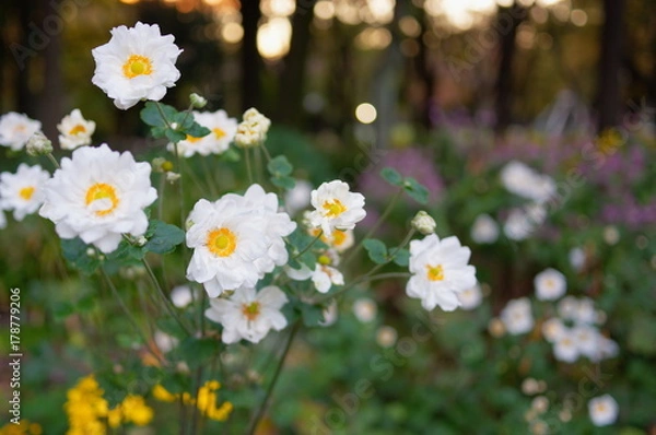 Obraz 夕暮れの秋明菊