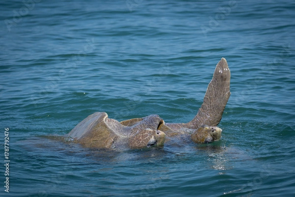 Fototapeta close up sea turtles during mating