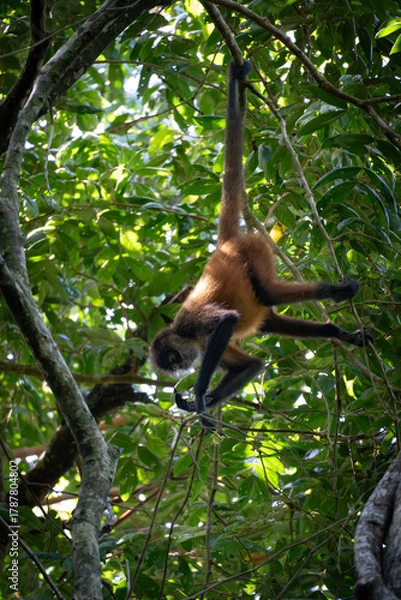 Obraz spider monkey hanging in a tree