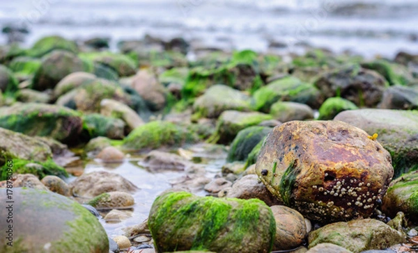 Obraz Rocks covered in seaweed by the beach in denmark (Northern Zealand)