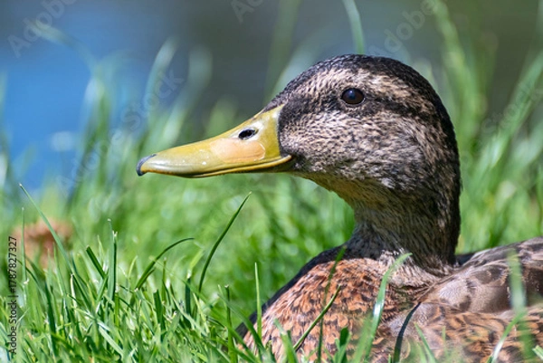 Obraz Portrait einer Stockente