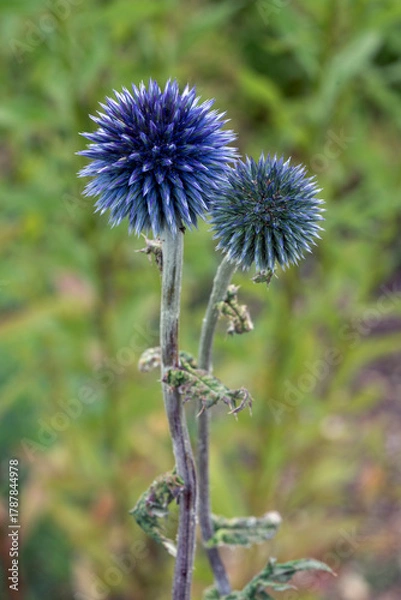 Obraz Blaue Kugeldistel