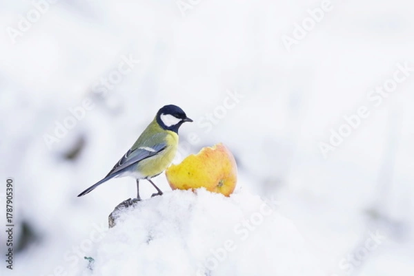 Fototapeta A great tit sits on a snowy tree stump and eats an apple. Winter scene with a great tit. Parus major