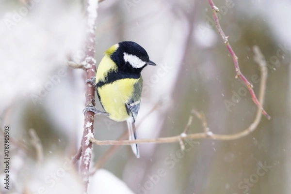 Fototapeta A cute great tit sits on a snowy twig. Winter scene with a great tit. Parus major