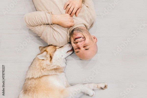 Obraz Szczęśliwy roześmiany dorosły człowiek leżący na drewnianej podłodze. Łysy męskie emocje. Facet ze swoim psem husky syberyjski w domu. Kochaj zwierzęta. Domowy ssak szczeniak liże ucho właściciela. Zabawny, wyrazisty czas wolny.