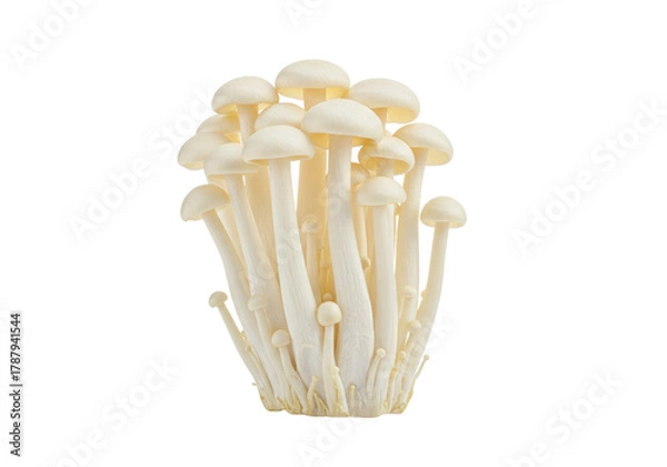 Fototapeta Isolated enoki mushrooms cluster showing healthy edible vegetable used for cooking in food industry