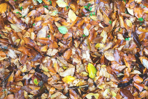 Fototapeta Fall leaves background