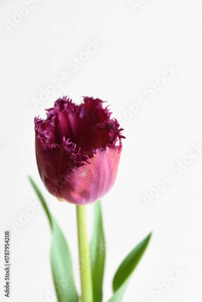 Fototapeta 赤紫のチューリップ