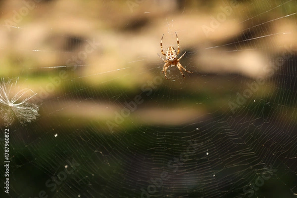 Fototapeta A common orb-spider (Araneus diadematus) sits in a web in the forest.