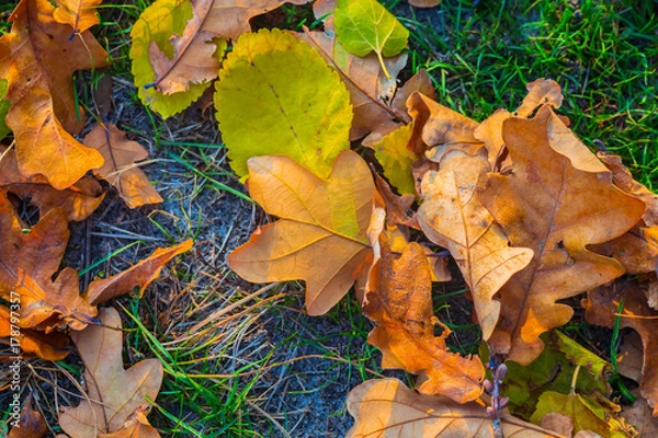 Fototapeta closeup red dry autumn leaves background