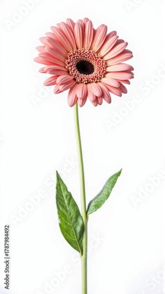 Obraz Vibrant Orange Gerbera Daisy Isolated on a White Studio Background