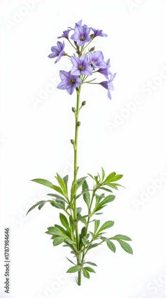Obraz Blue Jacob's Ladder (Polemonium) Flower Isolated on a White Background