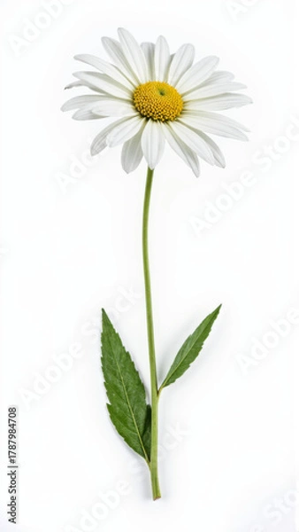 Fototapeta Classic White Shasta Daisy (Leucanthemum) Isolated on White