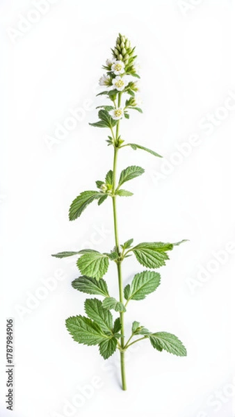 Fototapeta Purple Nepeta (Catmint) Flowers Isolated on a White Studio Background