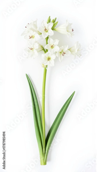 Fototapeta White Star of Bethlehem (Ornithogalum) Flower Isolated on White