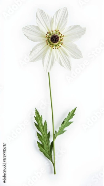 Obraz Vibrant Anemone Blanda Flower Isolated on a Pure White Background | Studio Photography