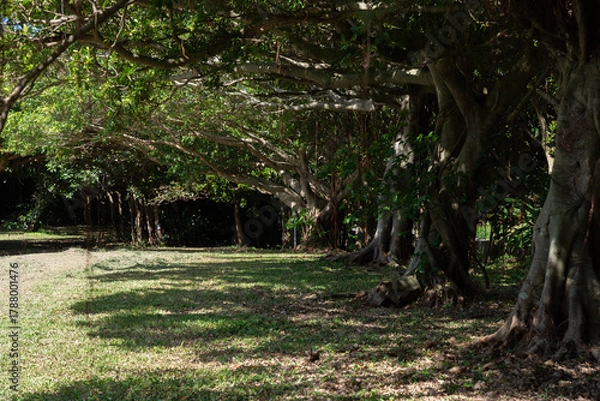 Obraz 木陰に木漏れ日のある木々が並んでいる