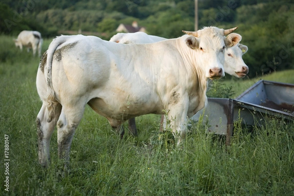Fototapeta Taurillons