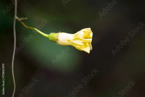 Obraz Yellow flower bud