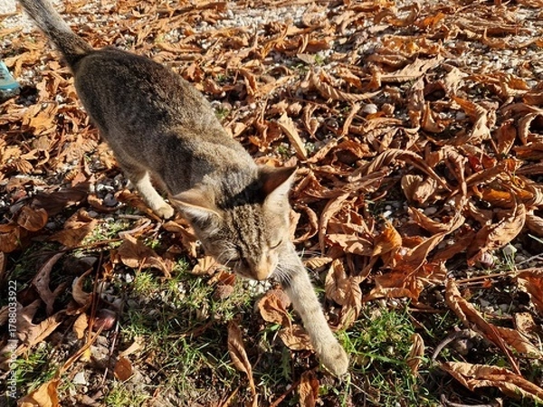 Obraz Hauskatze im Herbst