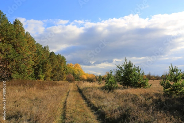 Obraz dirt road in autumn forest