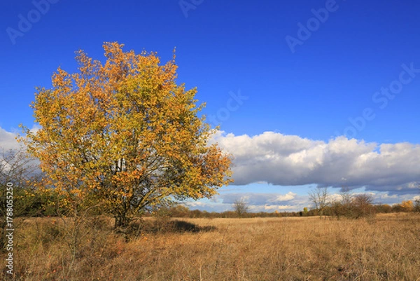 Obraz autumn tree on meadow