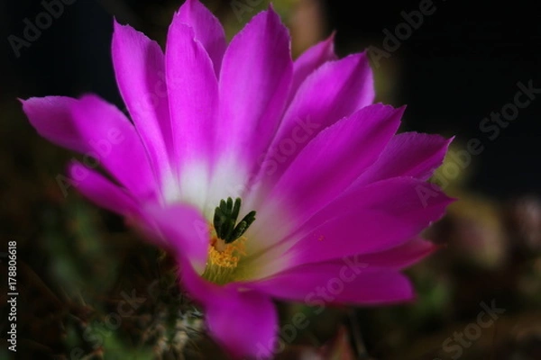 Obraz Fiore pianta grassa