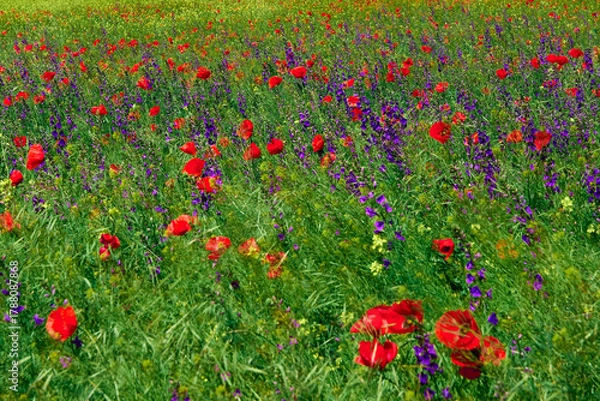 Fototapeta red field with blooming poppies in Dobrogea