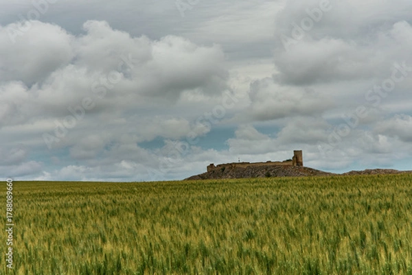 Fototapeta landscape with green autumn wheat field in spring sunlight on the field