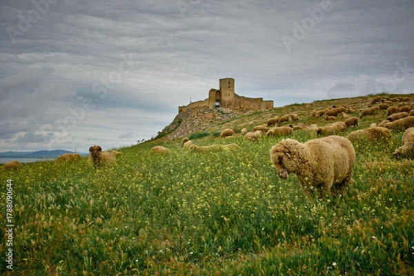 Fototapeta sheep grazing in the spring on the hills of Dobrogea