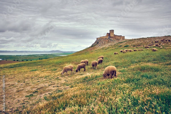 Fototapeta sheep grazing in the spring on the hills of Dobrogea