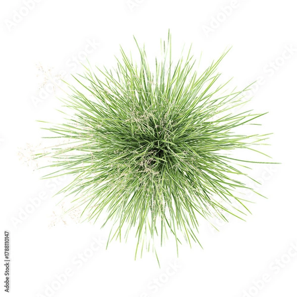 Fototapeta collection of Tufted hair grass on transparent canvas from the top view