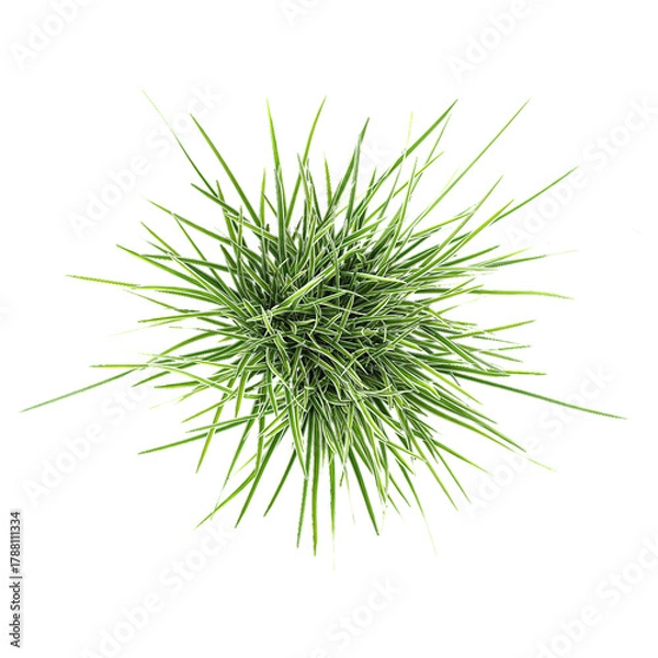 Fototapeta green grass isolated on white