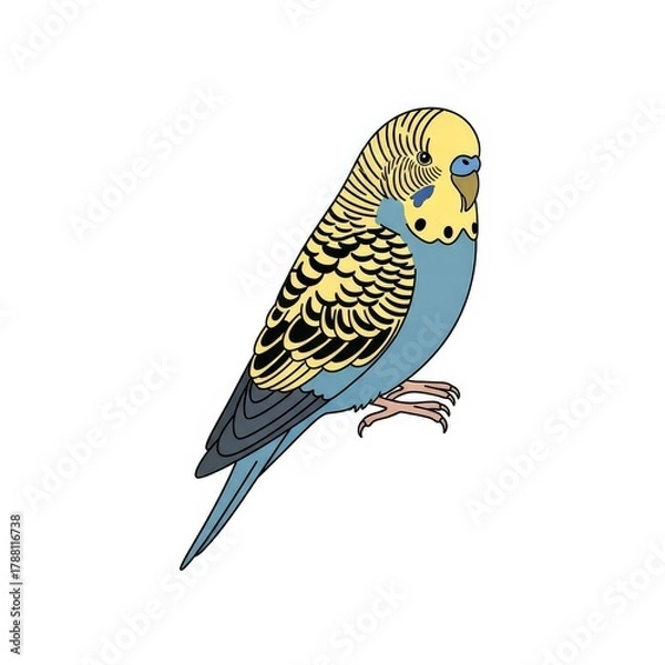Fototapeta Colorful budgie bird illustration with yellow and blue feathers  