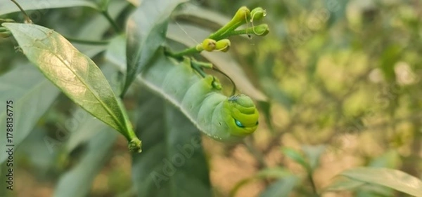 Obraz Oleander Hawk-Moth Caterpillar Resting on Green Leaf