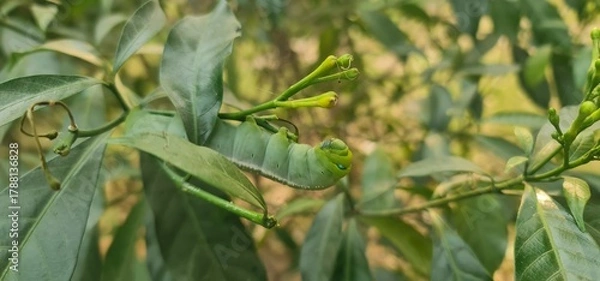 Fototapeta Oleander Hawk-Moth Caterpillar Resting on Green Leaf