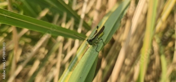 Fototapeta Green Grasshopper Resting on a Leaf in Natural Habitat
