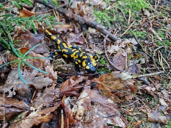 Obraz Feuersalamander