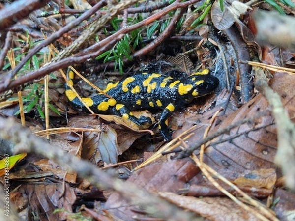 Obraz Feuersalamander
