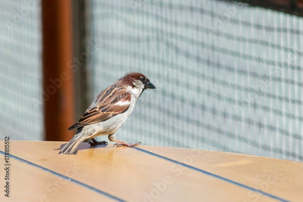 Fototapeta Russian Sparrow on the McDonald's street table