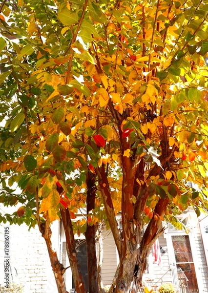 Fototapeta Multicolored Serviceberry Tree in Autumn