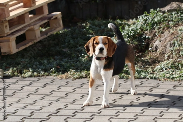 Obraz Happy tricolor beagle dog walking on sunlit outdoor stone-paved path, tongue out, lively pet portrait in natural daylight