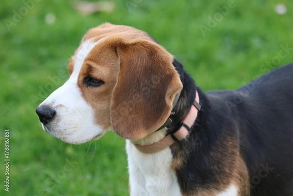 Obraz Cute beagle puppy portrait. Side profile of a beagle dog outdoors, close-up portrait of cute pet with brown, white and black fur on green grass background, animal photography concept