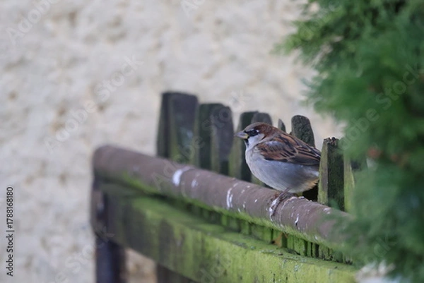 Obraz Male House Sparrow (Passer domesticus) sitting on a fence. This bird occurs in Europe and Asia and has been introduced to America, Africa, Australia and New Zealand
